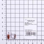 Серьги из Серебра 925 Приволжский ювелир арт. 301357-FA11FA49, Родирование.