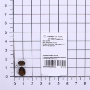 Подвеска из Серебра 925 Приволжский ювелир арт. 461923-FA11FA25, Родирование.